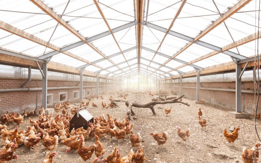 Een dag uit het leven van een oerei-kip